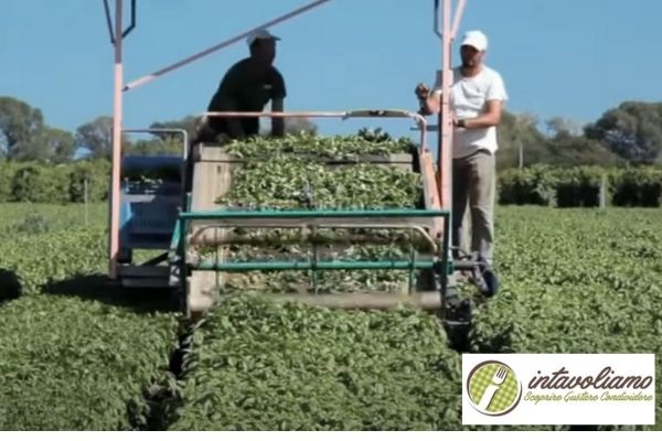 basilico genovese raccolta campo aperto