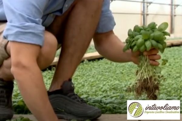 raccolta a mano basilico genovese