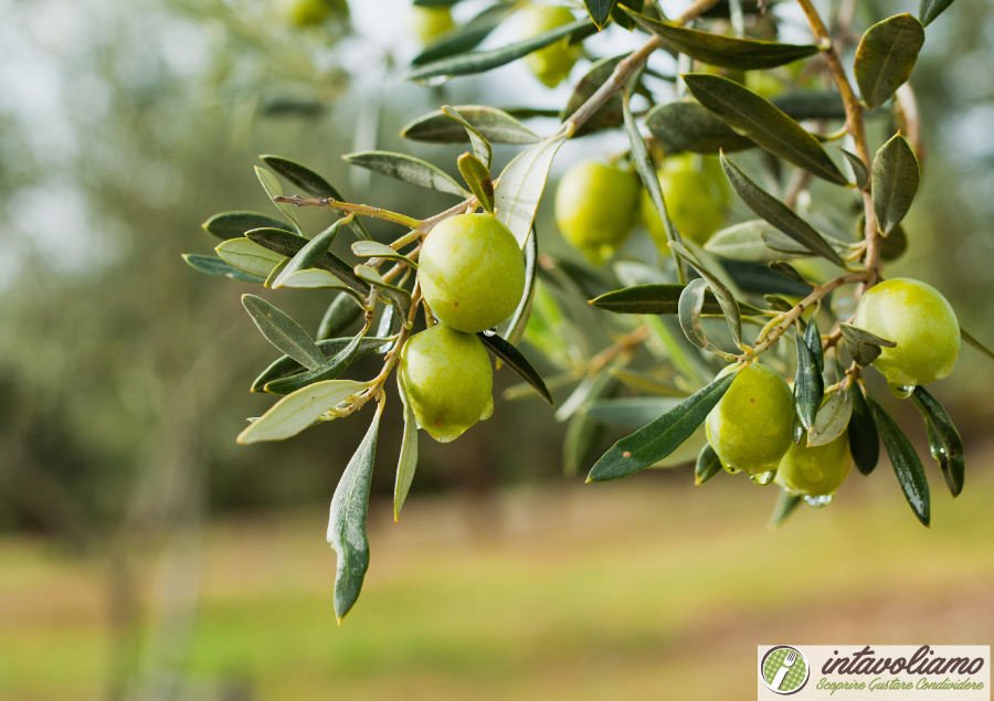 Olio Friuli Venezia Giulia intavoliamo