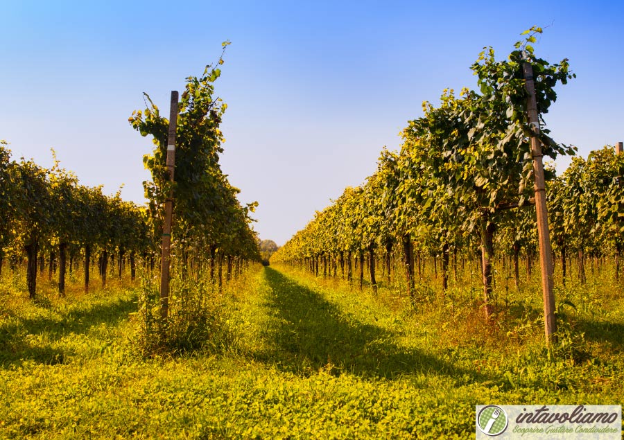 Vini Friuli Venezia Giulia intavoliamo