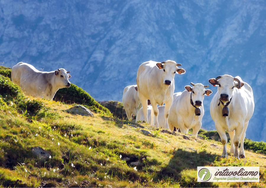 agricoltura piemontese intavoliamo