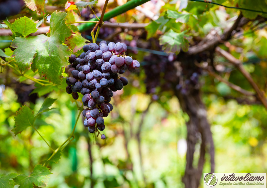 Vino Sicilia intavoliamo