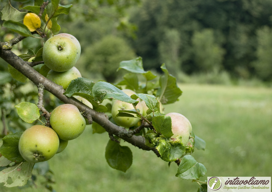 Agricoltura Trentino Alto Adige intavoliamo