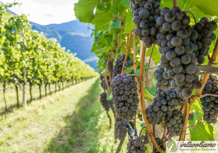 Vino Trentino Alto Adige intavoliamo