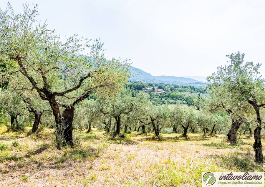 Olio Umbria intavolaimo