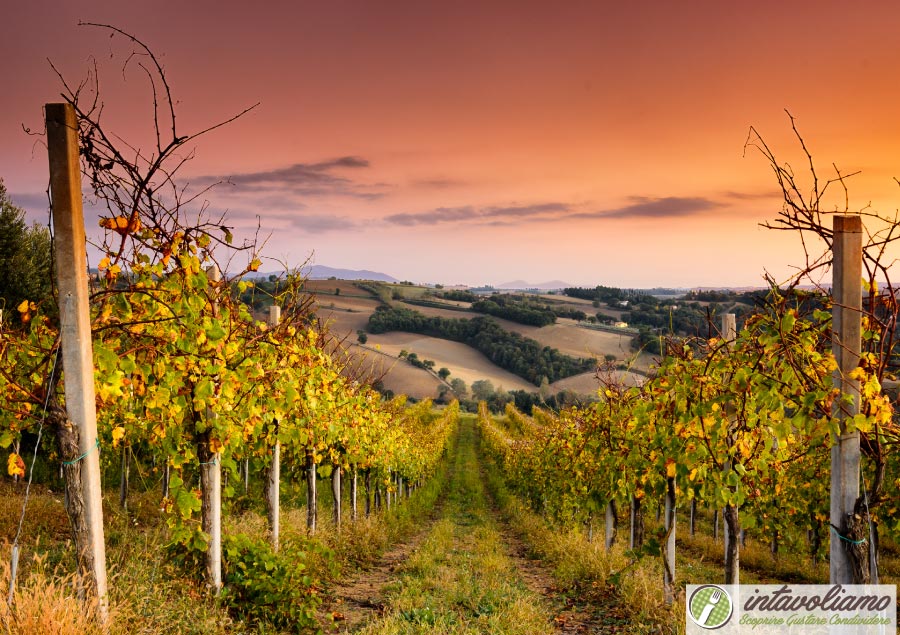 Vino Umbria intavoliamo