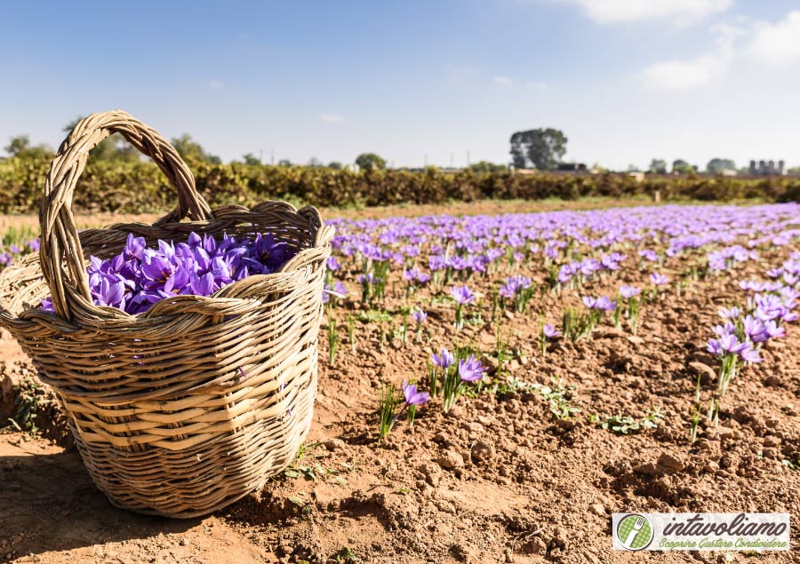 erbe aromatiche intavoliamo